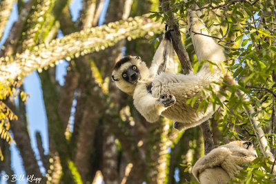 Verreaux's Sifaka, Spiny Forest, Mandrare River Camp  4