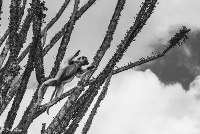 Verreaux's Sifaka, Spiny Forest, Mandrare River Camp  6