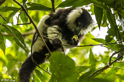 Black & White Ruffed Lemur, Nosy Mangabe  1