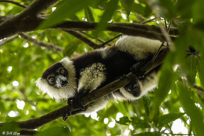 Black & White Ruffed Lemur, Nosy Mangabe  3