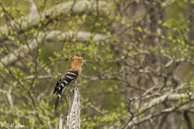 Hoopoe, Mandrare  1