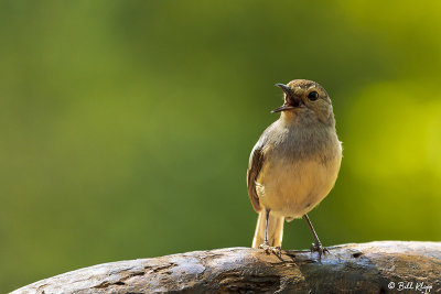 Magpie Robin, Mandrare  1