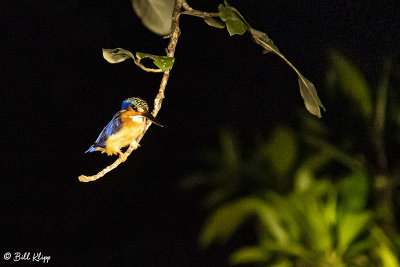 Kingfisher,  Masoala Rainforest Lodge  1