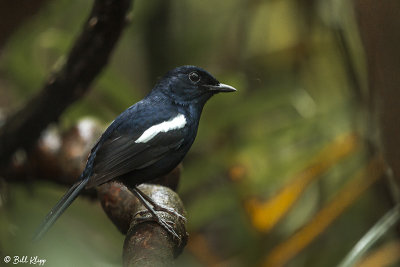 Magpie Robin, Masoala  1