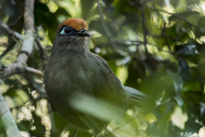 Red Fronted Coua, Saha Forest Camp  1