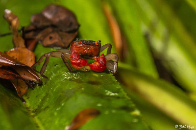 Land Crab,  Masoala Rainforest Lodge  5