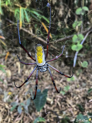 Orb Spider, Lake Tsarasoatra, Antananarivo  3