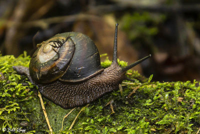 Snail, Amber Mountain 2