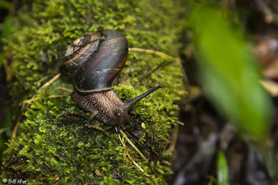 Snail, Amber Mountain 3