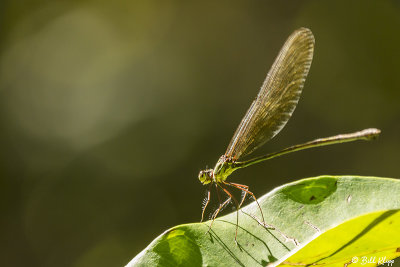 Damselfly, Andasibe  2