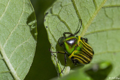 Beetle, Saha Forest Camp  1