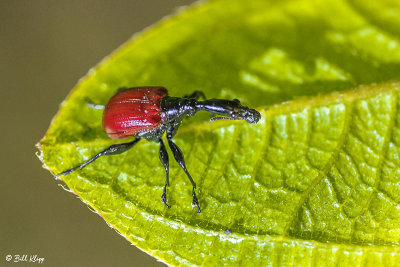 Giraffe-necked Weevil (male), Saha Forest Camp   2