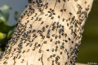 Flies, Lake Tsarasoatra, Antananarivo  1