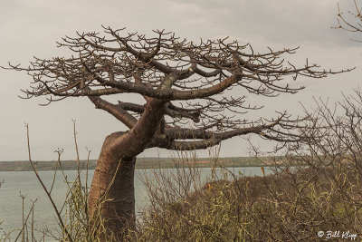 Baobab Tree, Diego Suarez  1