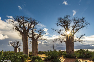 Baobab Trees, Mandrare Forest Lodge  12