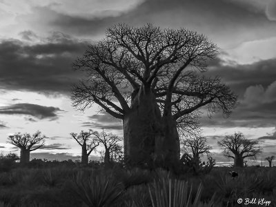 Baobab Trees, Mandrare Forest Lodge  13