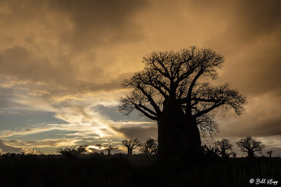 Baobab Trees, Mandrare Forest Lodge  14