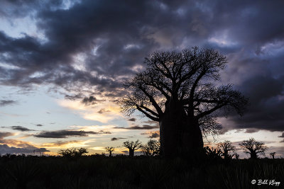 Baobab Trees, Mandrare Forest Lodge  15