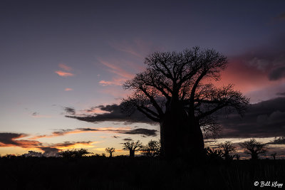 Baobab Trees, Mandrare Forest Lodge  16