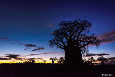 Baobab Trees, Mandrare Forest Lodge  17