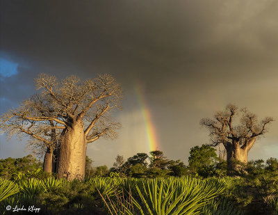 Baobab Trees, Mandrare Forest Lodge  16