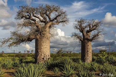 Baobab Trees, Mandrare Forest Lodge  17