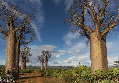 Baobab Trees, Mandrare Forest Lodge  18