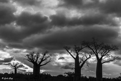Baobab Trees, Mandrare Forest Lodge  19