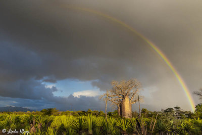 Baobab Trees, Mandrare Forest Lodge  20