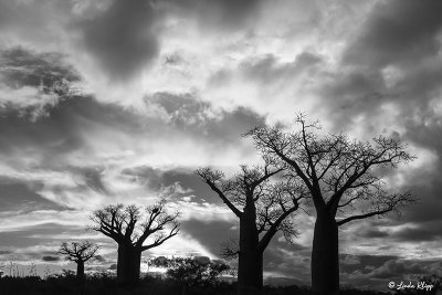 Baobab Trees, Mandrare Forest Lodge   22