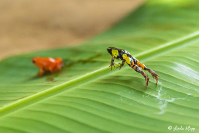 Golden Mantella Frog, Andasibe 6