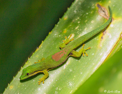Lined Day Gecko, Andasibe  5