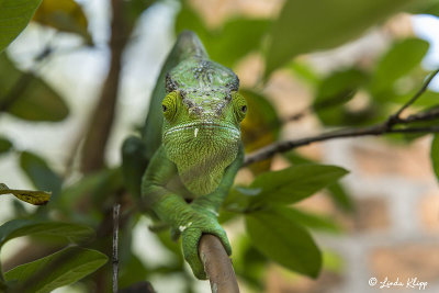 Parson's Chameleon, Andasibe  11