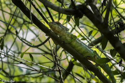 Warty Chameleon, Mandrare 7