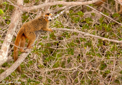 Crowned Lemur, Tsingy, Iharana Bush Camp  4