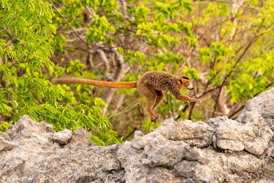 Crowned Lemur, Tsingy, Iharana Bush Camp  1