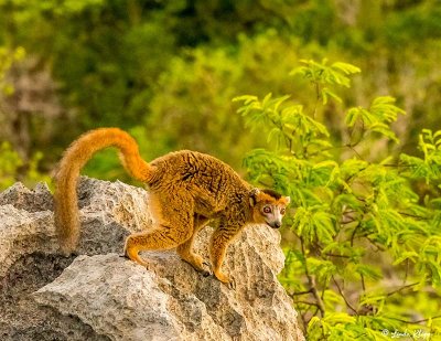 Crowned Lemur, Tsingy, Iharana Bush Camp  2