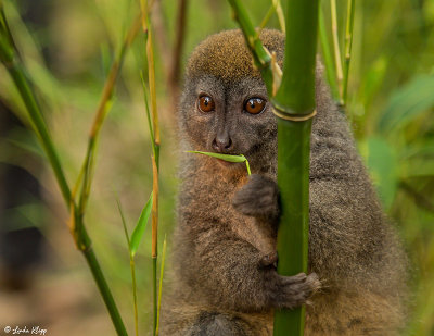 Eastern Lesser Gray Bamboo Lemur  2