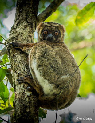 Eastern Woolly Lemur, Andasibe  4