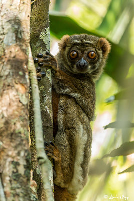 Eastern Woolly Lemur, Andasibe  5