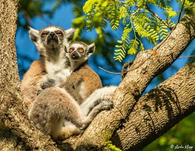 Ringtail Lemur, Mandrare  5