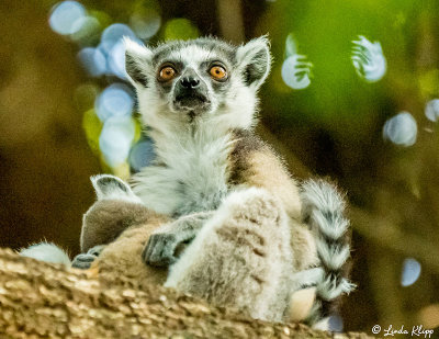 Ringtail Lemur, Mandrare  6