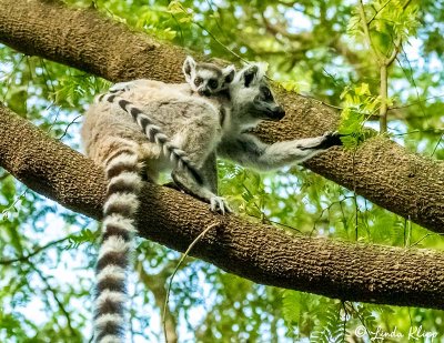 Ringtail Lemur, Mandrare  7
