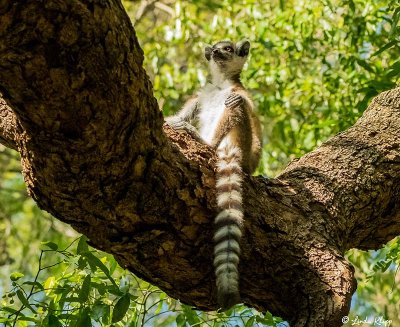 Ringtail Lemur, Mandrare  8