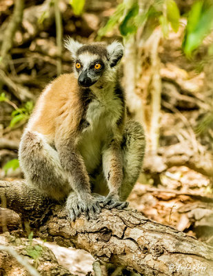 Ringtail Lemur, Mandrare  9