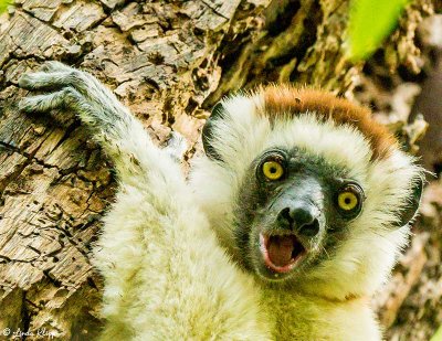 Verreaux's Sifaka, Spiny Forest, Mandrare River Camp  19