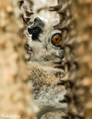 White-footed Sportive Lemur, Spiny Forest, Mandrare River Camp  4