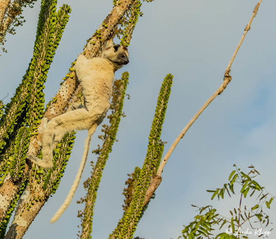 Verreaux's Sifaka, Spiny Forest, Mandrare River Camp  18