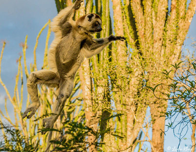 Verreaux's Sifaka, Spiny Forest, Mandrare River Camp  17
