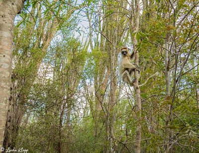 Verreaux's Sifaka, Spiny Forest, Mandrare River Camp  16